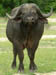 14 Water buffalo 1