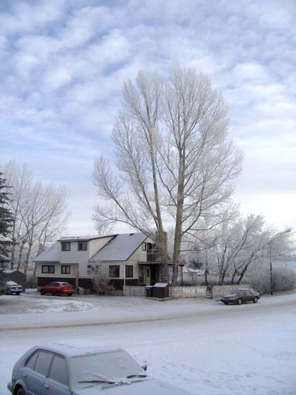 08 Frost on the trees