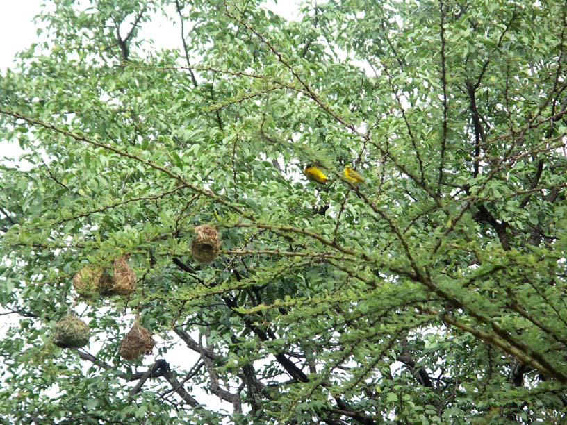 01 Masked Weaver Birds