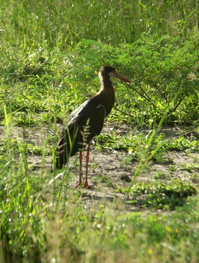 03 Abdim's Stork