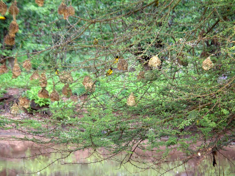 26 Weaver birds and nests