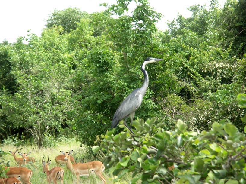 32 Black-headed heron