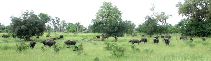 37 Cape buffalo