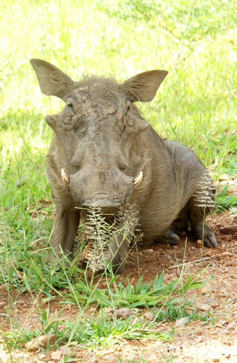 42 Wart hogs 2