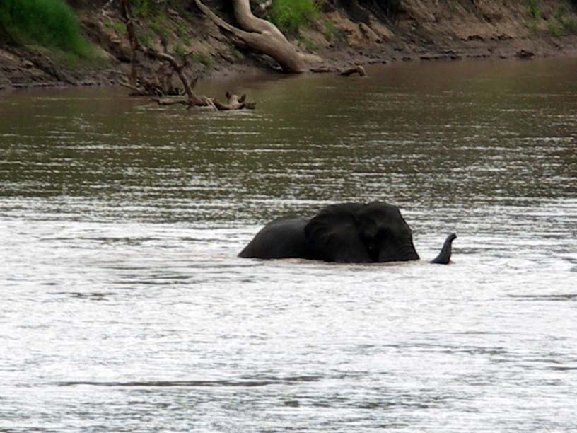 45 Elephants in Luangwa 1