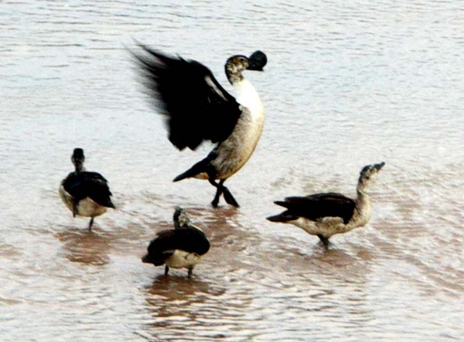 51 Knob-billed ducks