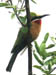 25 White-fronted bee eaters 2
