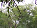 27 Woodland kingfisher