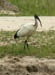 36 Sacred Ibis