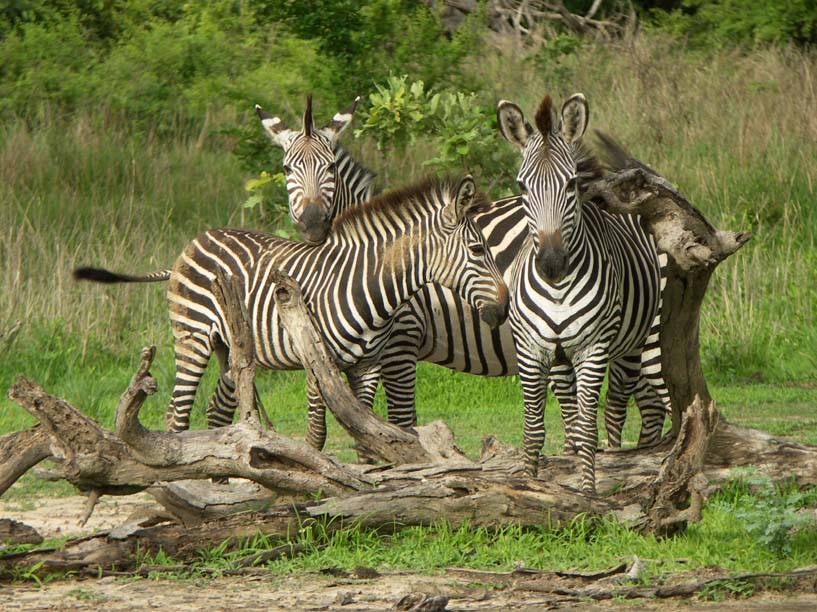 05 Zebra at a scratching post