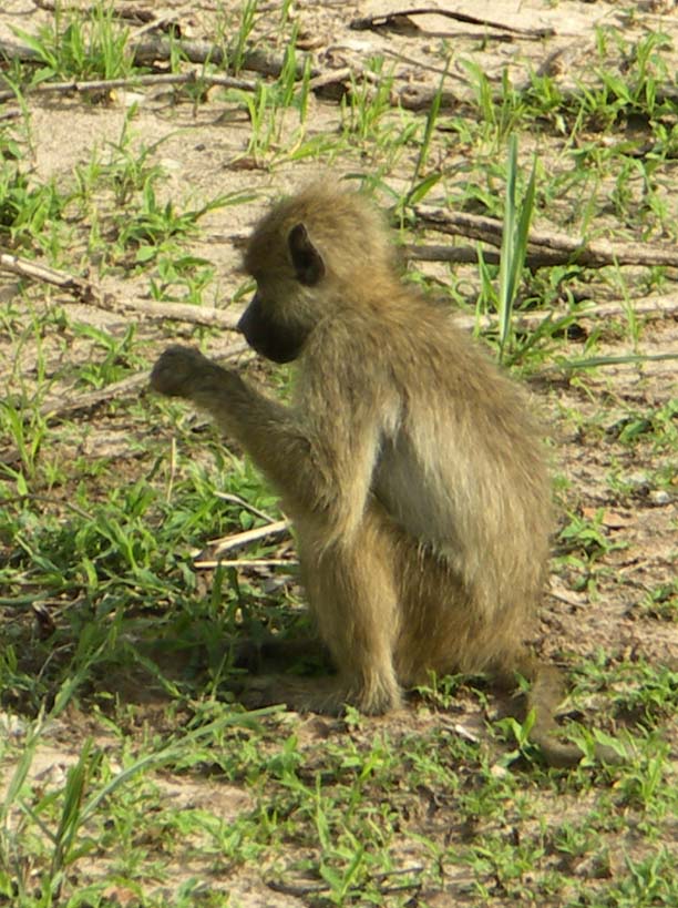 09 Baboon feeding 1