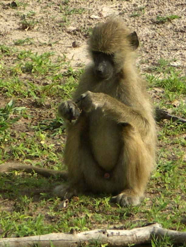 10 Baboon feeding 2