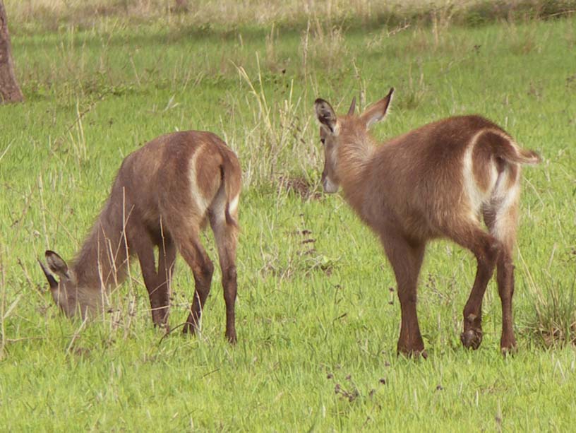 13 Water buck 2