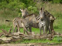 Zebra at a scratching post