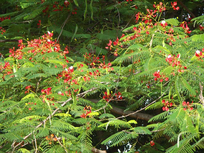 04 Flame tree at Kapani