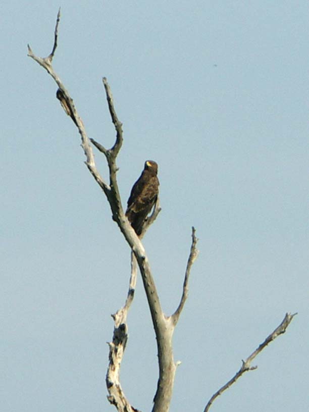 17 African hawk eagle