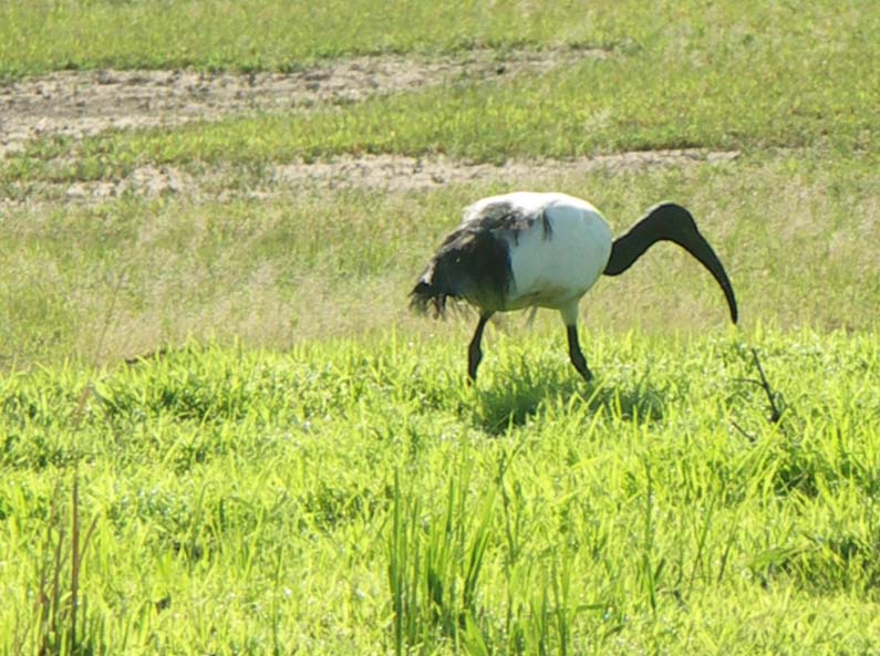 19 Sacred Ibis