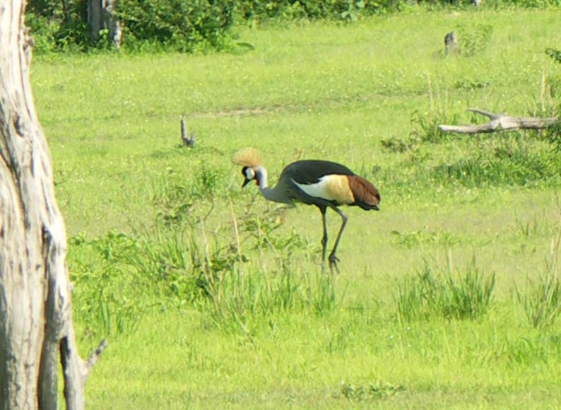 20 Ugandan crane