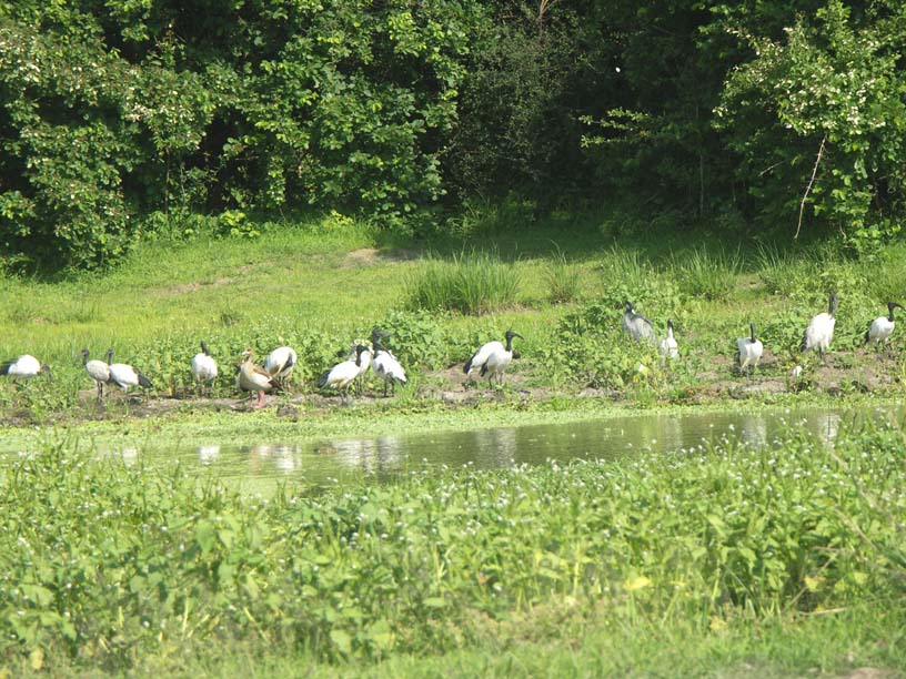 22 Waterfowl