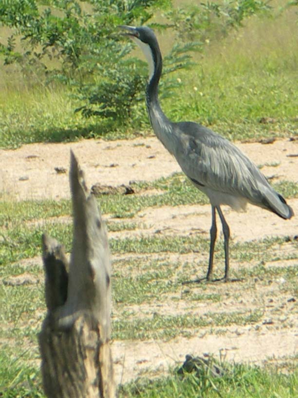 23 Black-headed heron