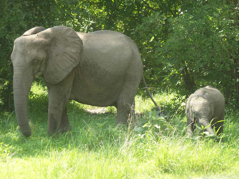 25 Cow elephant with calf