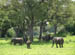 32 Elephants take to the shade