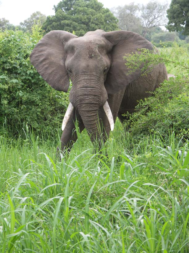 01 Bull Elephant