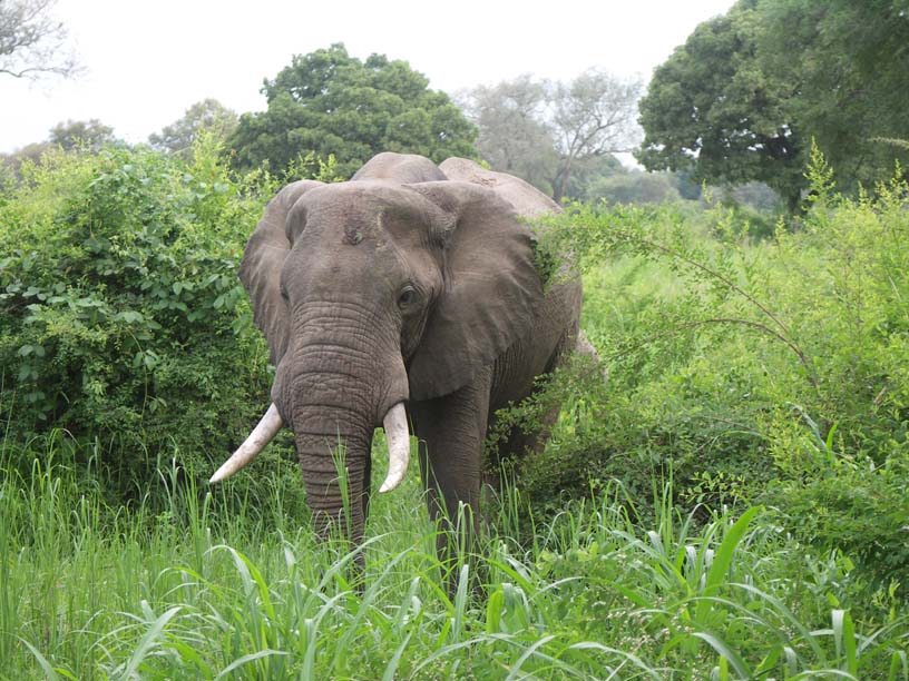 02 Bull Elephant