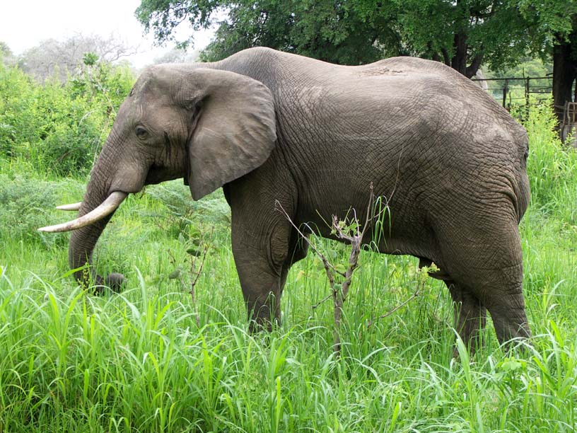05 A lot of bull elephant