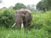 02 Bull Elephant
