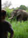 03 Bull Elephant and Johnny