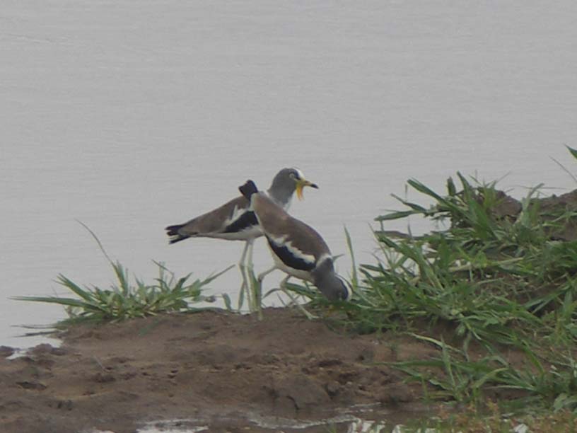 04 Wattled plover