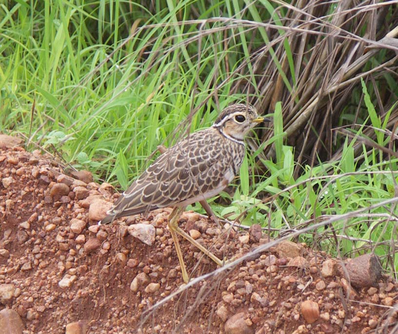 06 Three-banded courser