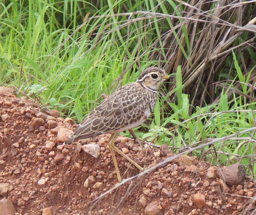 06 Three-banded courser