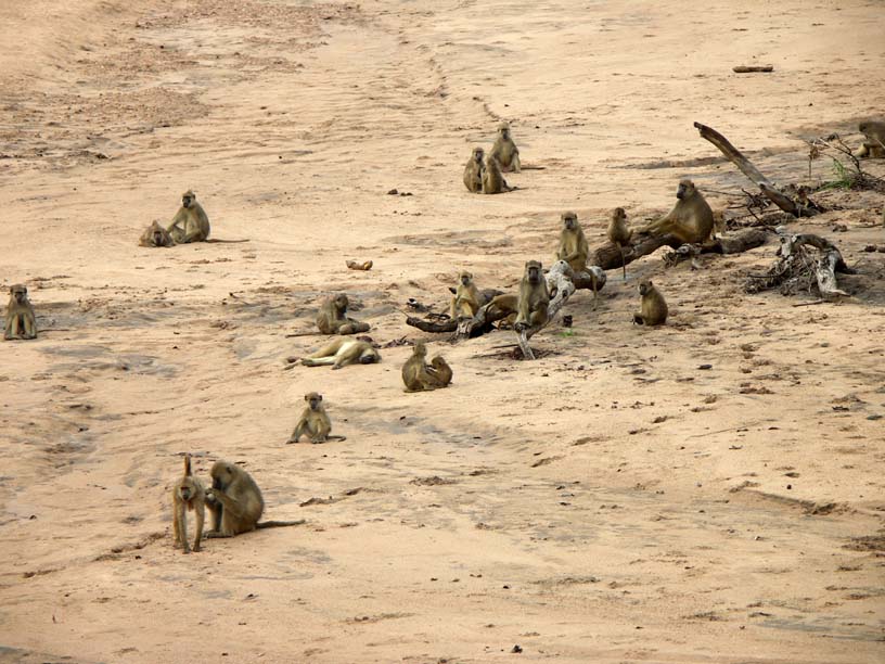 08 Troupe of baboons