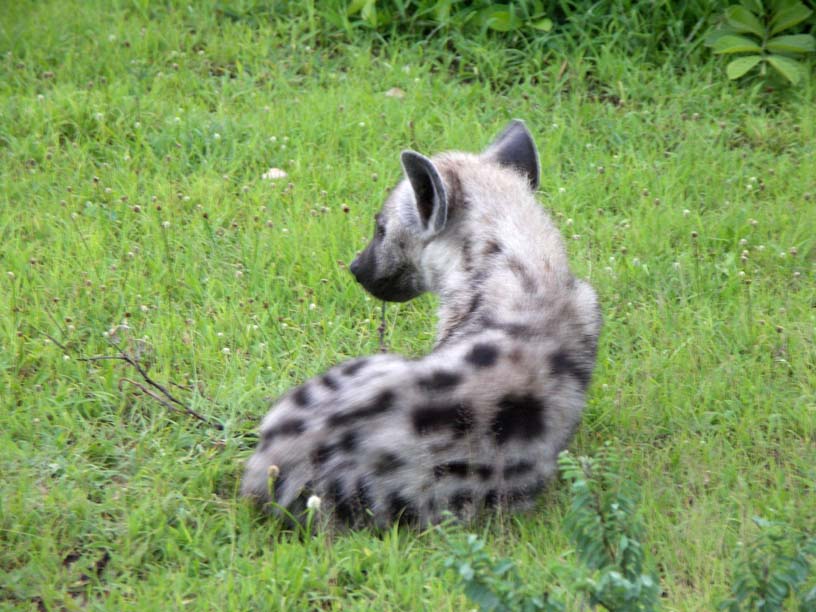 16 Young spotted hyena 2