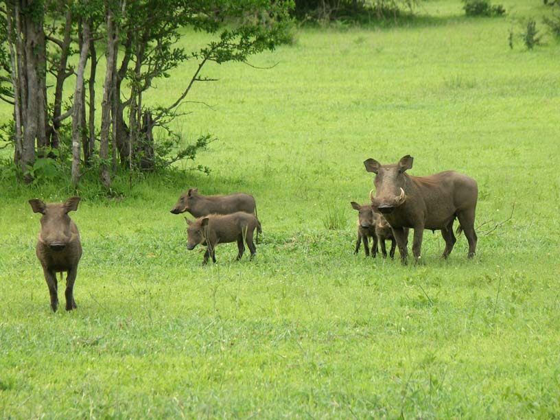 21 Wart hog family