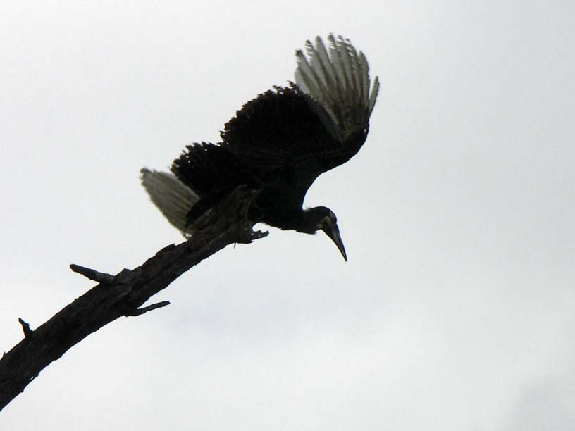 22 Greater hornbill taking off