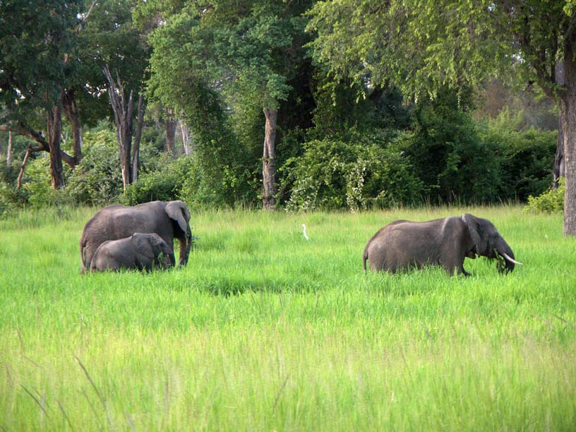 31 Elephants from the road to Flatdogs