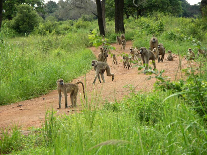 37 Baboon troop