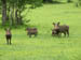 21 Wart hog family