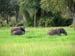 31 Elephants from the road to Flatdogs