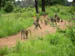 37 Baboon troop