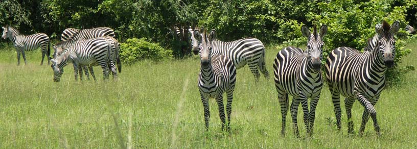 01 A gaggle of zebras