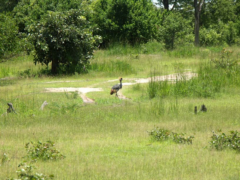 03 A Ugandan crowned crane