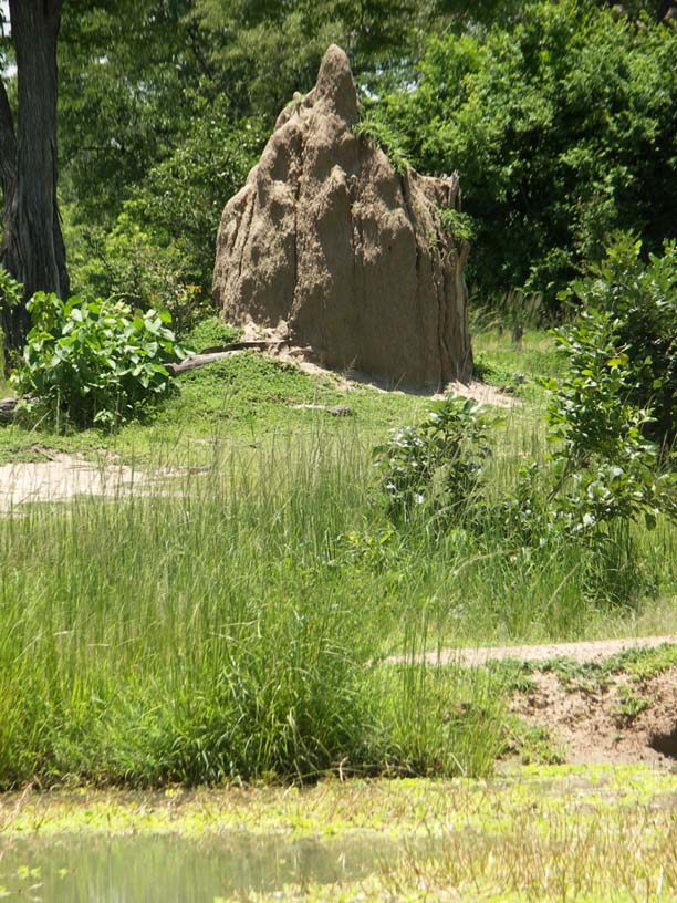 04 A big termite hill