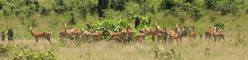 05 A gaggle of Impala