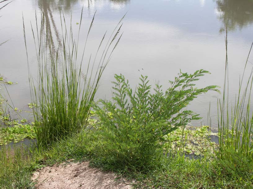 07 Thatching reed, indigo plant and nile cabbage