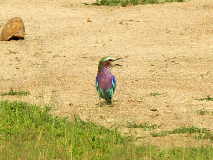 09 Lilac-breasted roller