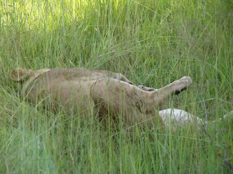 13 A relaxing lioness